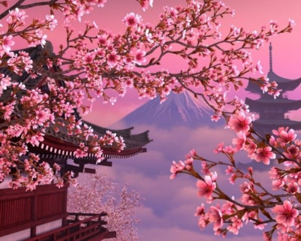 Очарование цветущей сакуры